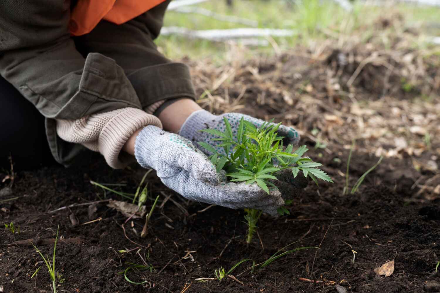 The Steps Involved in Our Tree Care Process in Jacksonville, FL